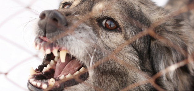 Vicious Dog Baring Teeth