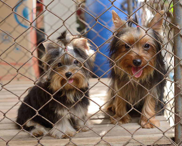 Two Dogs in a Kennel