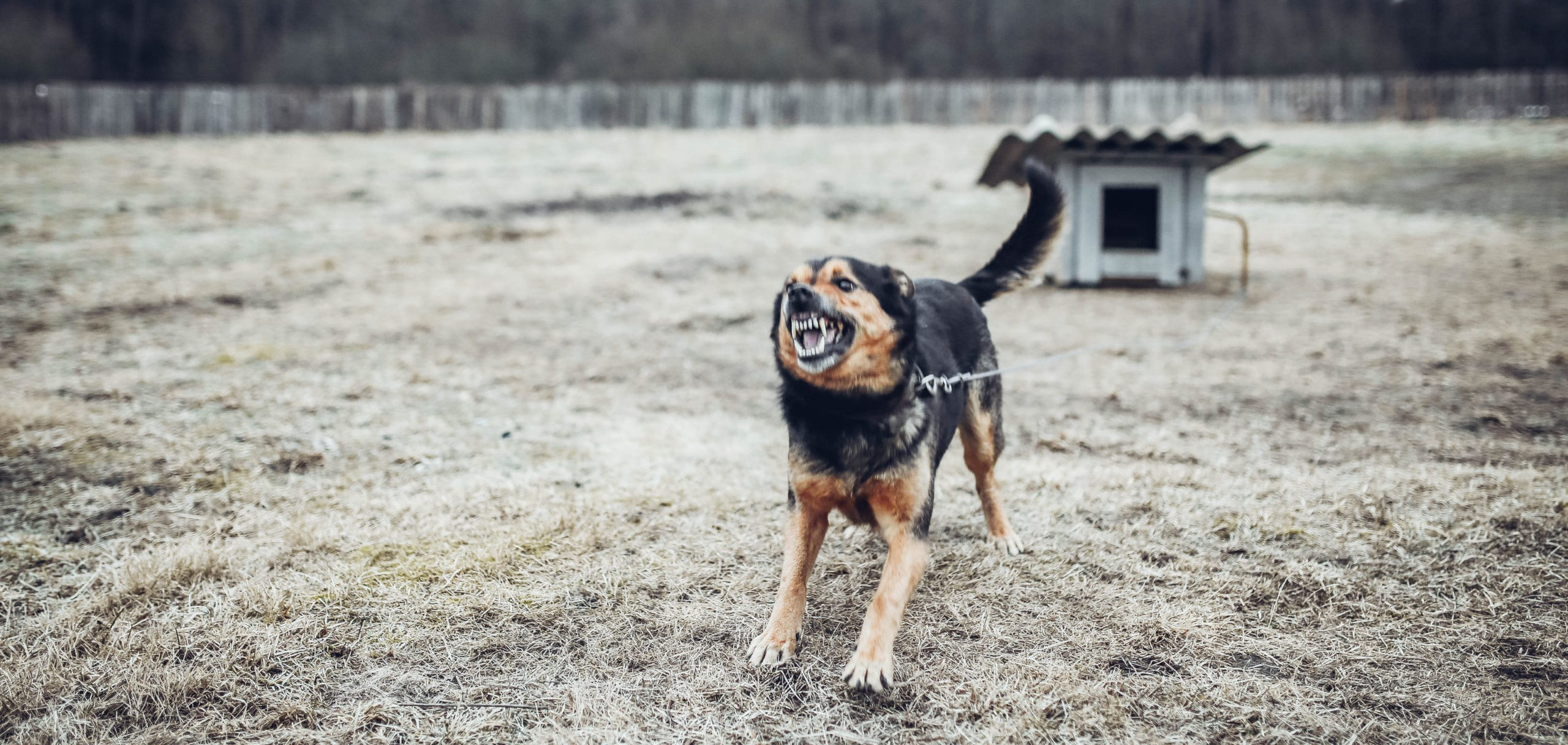 charlotte premises liability lawyer dog bite